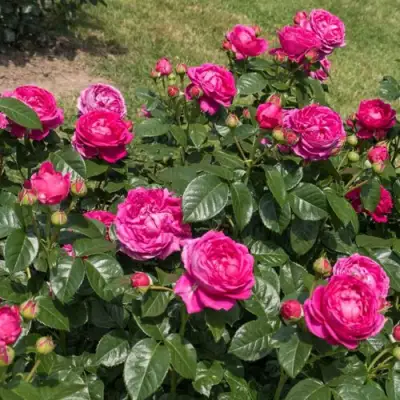 Роза АНУШКА чайно-гибридная в Гомеле