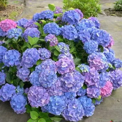 Гортензия БОДЕНСИ крупнолистная в Гомеле
