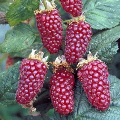 Ежемалина ТАЙБЕРРИ в Гомеле