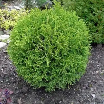 Туя ХОЗЕРИ западная в Гомеле