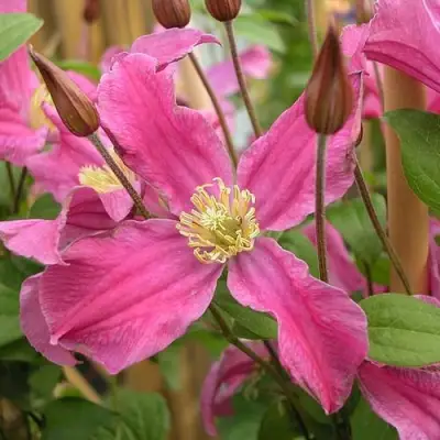 Клематис ИНСПИРЕЙШН ЗОЙН в Гомеле