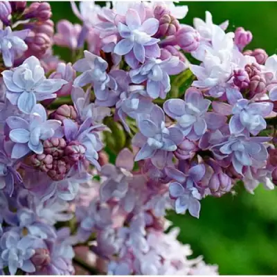 Сирень ПАМЯТЬ О ВАВИЛОВЕ в Гомеле