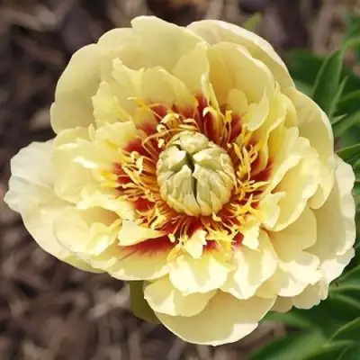 саженцы пиона