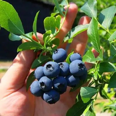 Голубика НОРТ КАНТРИ в Гомеле