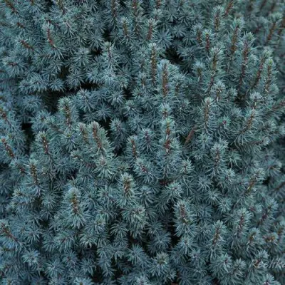 Ель САНДЕРС БЛЮ канадская в Гомеле