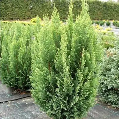 Кипарисовик ЭЛВУДИ ЭМПАЙР лавсона в Гомеле