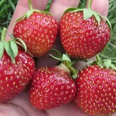 Клубника ВИМА ЗАНТА в Гомеле