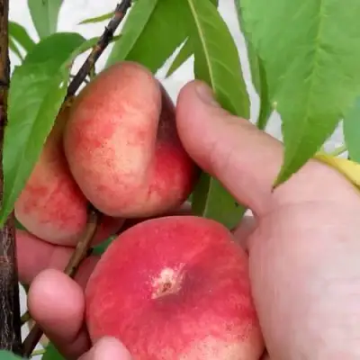 Персик САТУРН ИНЖИРНЫЙ в Гомеле