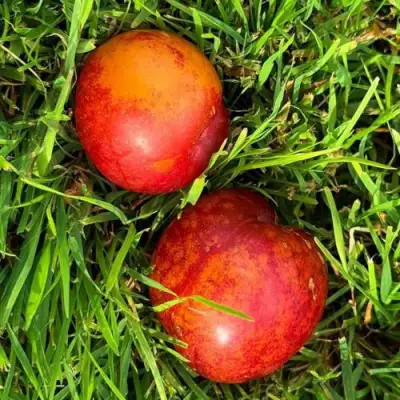 Шарафуга НЕКТАРИННАЯ в Гомеле