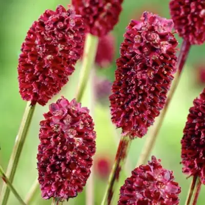 Кровохлебка ТАННА лекарственная в Гомеле