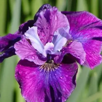 Ирис СИ Я ЛЕЙТЕР сибирский в Гомеле