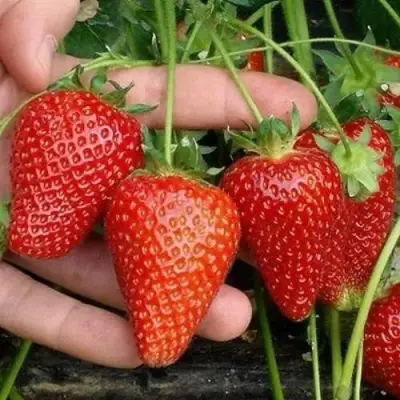 Клубника АЛЬБА в Гомеле