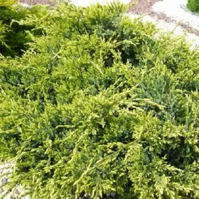 Можжевельник ГОЛД СТАР средний в Гомеле