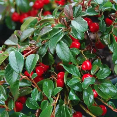 Кизильник Даммера в Гомеле