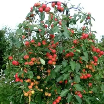 Яблоня ХЮВИНГИЕНЗИС декоративная в Гомеле