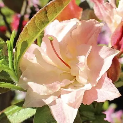 Азалия КЭННОНС ДАБЛ листопадная в Гомеле