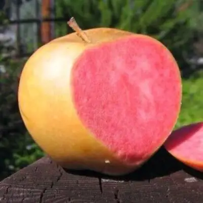 Яблоня ПИНК ПЕРЛ в Гомеле