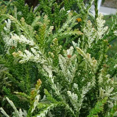 Туевик ВАРИЕГАТА долотовидный в Гомеле