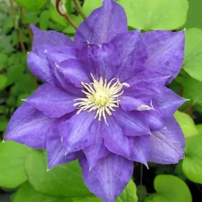 Клематис БЬЮТИ ОФ ВОЧЕСТЕР в Гомеле