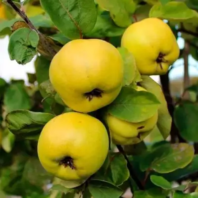 Айва ЯБЛОКОВИДНАЯ в Гомеле