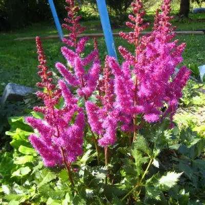 Астильба ЭЛИЗАБЕТ ВАН ВИН японская в Гомеле