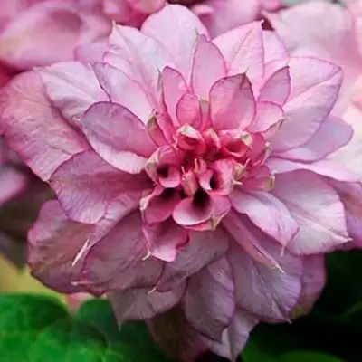 Клематис ИННОСЕНТ ГЛАНС в Гомеле