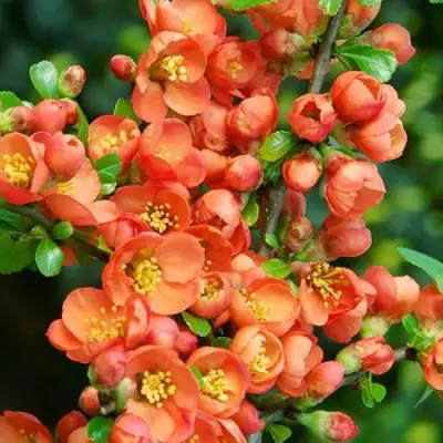 Айва ОРАНЖ ТРЕЙЛ в Гомеле