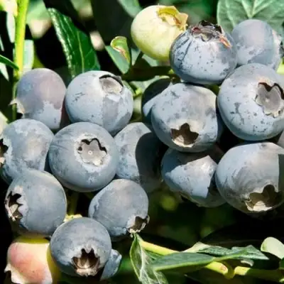 Голубика ЧАНДЛЕР в Гомеле