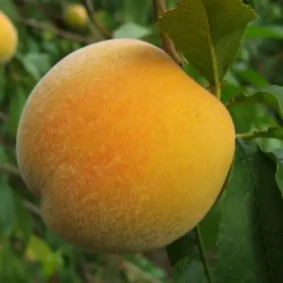 Персик ДОНЕЦКИЙ ЖЕЛТЫЙ в Гомеле