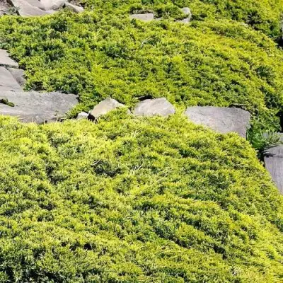 Можжевельник ГОЛДЕН КАРПЕТ горизонтальный  в Гомеле