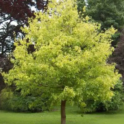 Клен ясенелистный в Гомеле