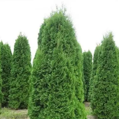 Туя КОЛУМНА западная в Гомеле