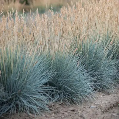 Овсяница АЙСФОГЕЛЬ сизая в Гомеле