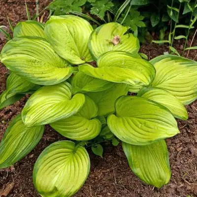 Хоста СТЕЙНД ГЛАСС гибридная в Гомеле