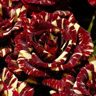 Роза АБРАКАДАБРА чайно-гибридная в Гомеле