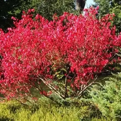 Бересклет ЕВРОПЕЙСКИЙ в Гомеле