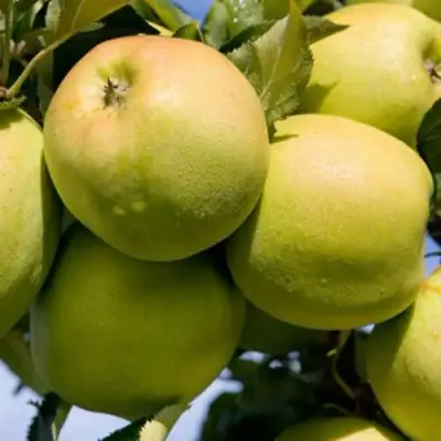 Яблоня МУТСУ в Гомеле