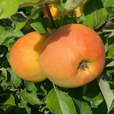 Яблоня АНТОНОВКА ЗОЛОТАЯ в Гомеле