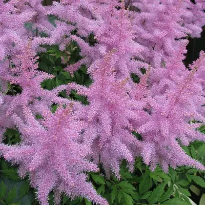 Астильба ГИАЦИНТ Арендса в Гомеле