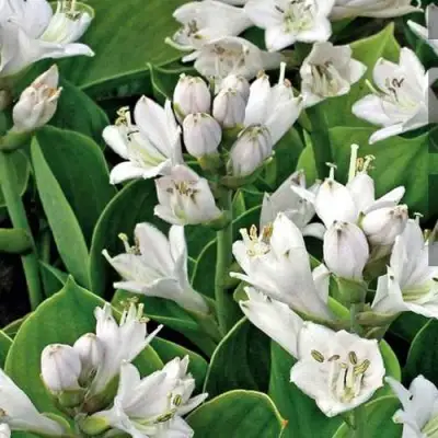 Хоста МОНСТЕР ИРЗ гибридная в Гомеле