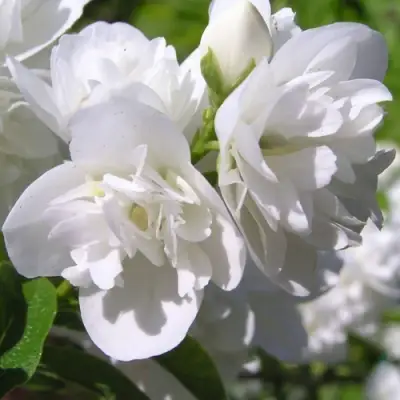 Жасмин ЖИРАНДОЛЬ в Гомеле