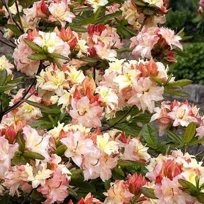 Азалия КЭННОНС ДАБЛ листопадная в Гомеле