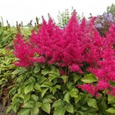 Астильба САННИ ДЕЙ гибридная в Гомеле