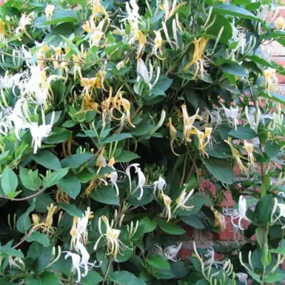 Жимолость ХАЛЛИАНА японская (Хелиана) в Гомеле