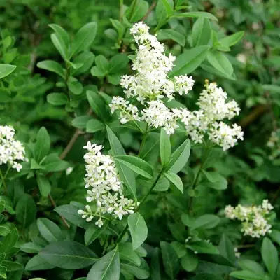 Бирючина обыкновенная АТРОВИРЕНС в Гомеле