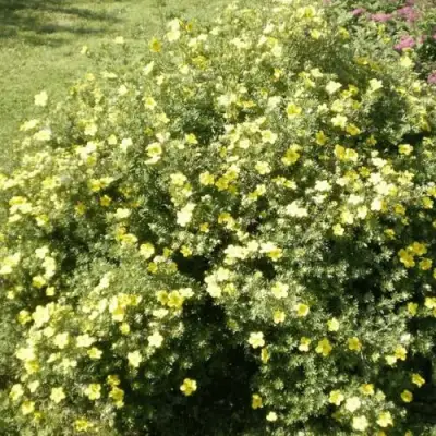 Лапчатка КЛОНДАЙК кустарниковая в Гомеле