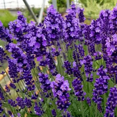 Лаванда ХИДКОТ БЛЮ узколистная в Гомеле