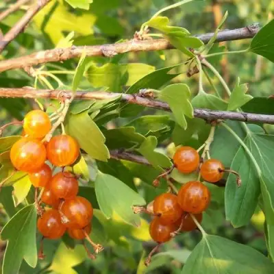 Смородина золотистая ЛЯЙСАН в Гомеле