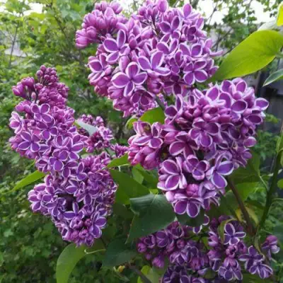 Сирень СЕНСАЦИЯ в Гомеле