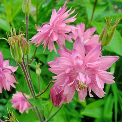 Аквилегия БАРЛОУ ПИНК гибрид МакКаны в Гомеле